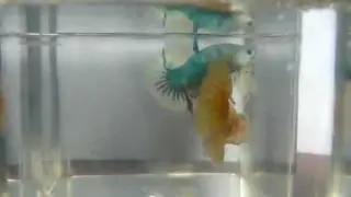 Yellow banana betta