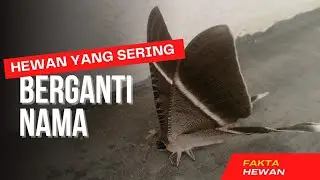 Fakta Unik Lyssa zampa Jangan anggap hewan ini kupu - kupu