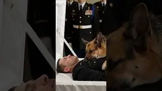 K9 Police Dogs Funeral Processions.Loyalty and Devotion #funeral #policedog #shorts #police