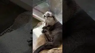 Otter ignore  her owner 😁🦦|Cute Otter #ytshorts #ytviral #otternoise #funnyotter