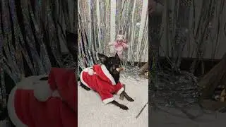 Dog|russian toy terrier