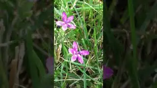 #Wild flowers, wearing beautiful clothes⋯#Small Pink Flowers #GTAMrCha