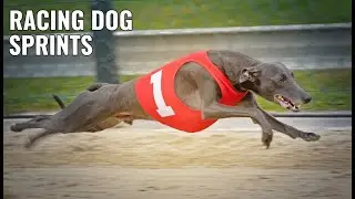 I Bought The Fastest Dog
