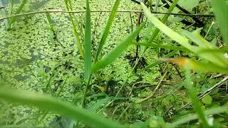 Water Snake is catching frog || Nature Creature || Wildlife Documentary || Our nature's life 
