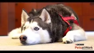 Purina Pets at Work - Tips for Having Cats & Dogs at Work