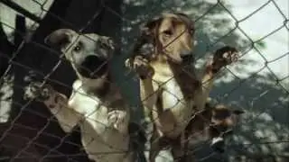 What is Ark Animal Centre?