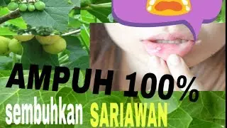 Obat sariawan terampuh ll getah jarak obat sariawan ll malasari wiratma