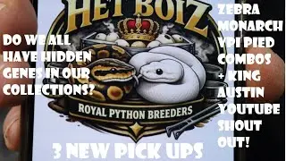 3 NEW PICK UPS - HI OD SN ZEBRA MONARCH CLOWN VPI PIED COMBOS -HET BOIZ AND KING AUSTIN SHOUT OUTS