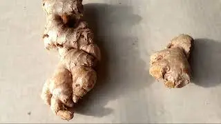 ginger royalty free video | videography