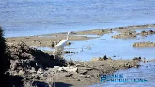 Reigers - Herons - Ardeidae_Ebro Delta_Spain