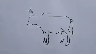 how to draw ox drawing easy step for beginners