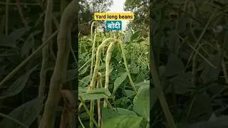 बोदी #yardlongbean #vegetables #farming #former #ytshorts #viralshort #food #viral  #youtubeshorts