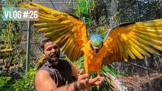 Aviary Making Video ||നട്ടെല്ല് ഒടിഞ്ഞ് ഒരു Aviary setting😣|| Aviaries || Bird Cage || Exotic Birds