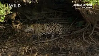 Jaguar vs Croc | Jaguar protiv krokodila | National Geographic Serbia