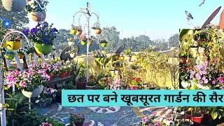 Beautiful Terrace Garden Tour Winter | Rooftop Flower Garden Tour | Plant Life