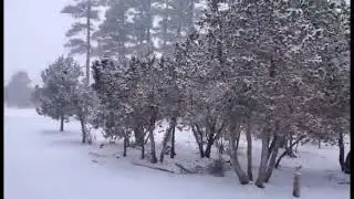 Snow Blows Through Pines as Cold Front Hits Navajo County, Arizona