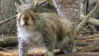 Squirrels, Groundhogs, & Birds; Forest Animal Activity to Entertain People & Pets; Cat TV, Dog TV,