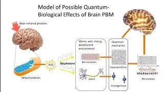Quantum-Biological Effects In The Brain