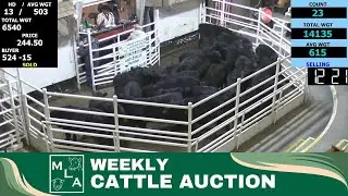 1/11/2024 -Maryville Livestock Auction - Cattle Auction