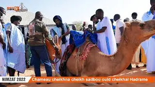KORITÉ NIMZAT 2022: le chameau cheikhna cheikh sadbou ould cheikhal Hadrame