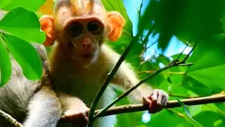 [ELPIDA HUNGRY] LIFE LIVE POOR BABY MONKEY SO PITY ELPIDA @NewsBabyMonkey