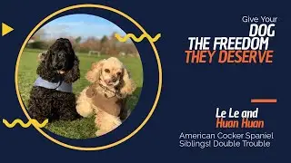 American Cocker Spaniel Dog Training  in London | Best Dog Training
