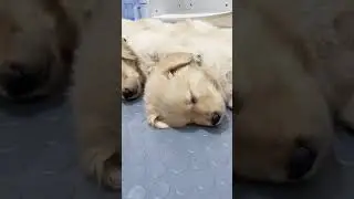 Best Funny Cat Videos That Will Make You Laugh All Day Long