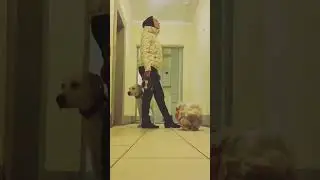 #labrador #dog #shorts #лабрадор #собака #щенок