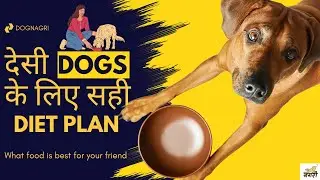Desi Dogs Ko Kya Khilayein? सस्ता और हेल्दी Diet Plan for Indie Dogs | DogNagri |