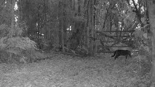 Leopardus pardalis (ocelot, jaguatirica)
