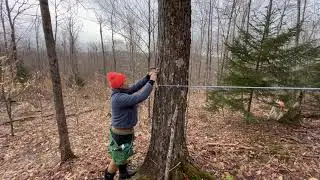 Collecting Sap in the Sugarbush: Vacuum Tubing Lines
