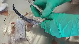 ICCAT Swordfish stock assessment - removal of anal fin spines and preparation for ageing