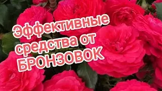 Проверенные и эффективные средства от бронзовок. Прогулка по саду.