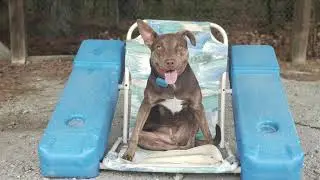 Charlie | 6 Month Old Mixed Breed | Atlanta Dog Training | Obedience Trainers Atlanta