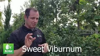 Sweet Viburnum - Archer Services