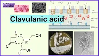clavulanic acid