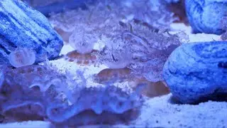 Blue Dragon Fish #BlueDragonFish #MarineLife #OceanCreatures #YouTubeShorts #UnderwaterWorld