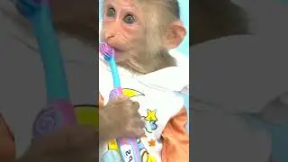 #short monkey brushing teeth 😂😂😂