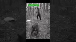 Animais as skinwalkers caught on camera 🥶😨