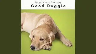 Smart Dogs Relax Song
