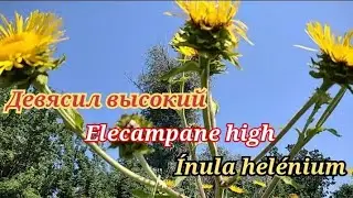 Девясил высокий. Elecampane high. &Iacute;nula hel&eacute;nium.