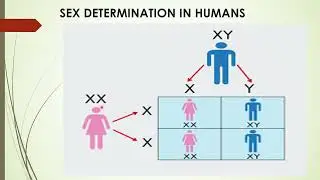 CBSE#CLASS 10#BIOLOGY#SEX DETERMINATION IN HUMANS# HEREDITY #CLICK LINK#EXTRA Q. & ANS#PDF