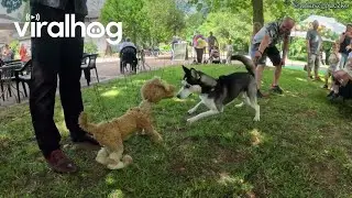 Husky Plays With Puppet Puppy || ViralHog