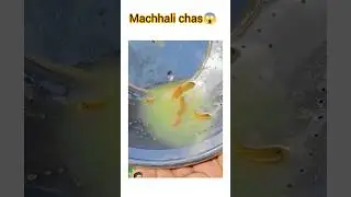 fish video #safanafishing #fishing #ytshort
