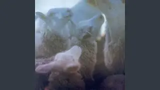 Roussa Eanan