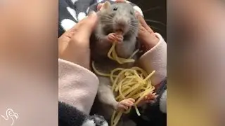 Rat Eats His Way Through Piles Of Spaghetti