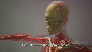 HUMAN CIRCULATORY SYSTEM