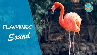 Flamingo sound effect (sound effects no copyright )