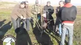 Farhellas-Κλάδεμα Διαμόρφωσης 3/3