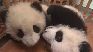 Top 6 Cutest Baby Animals